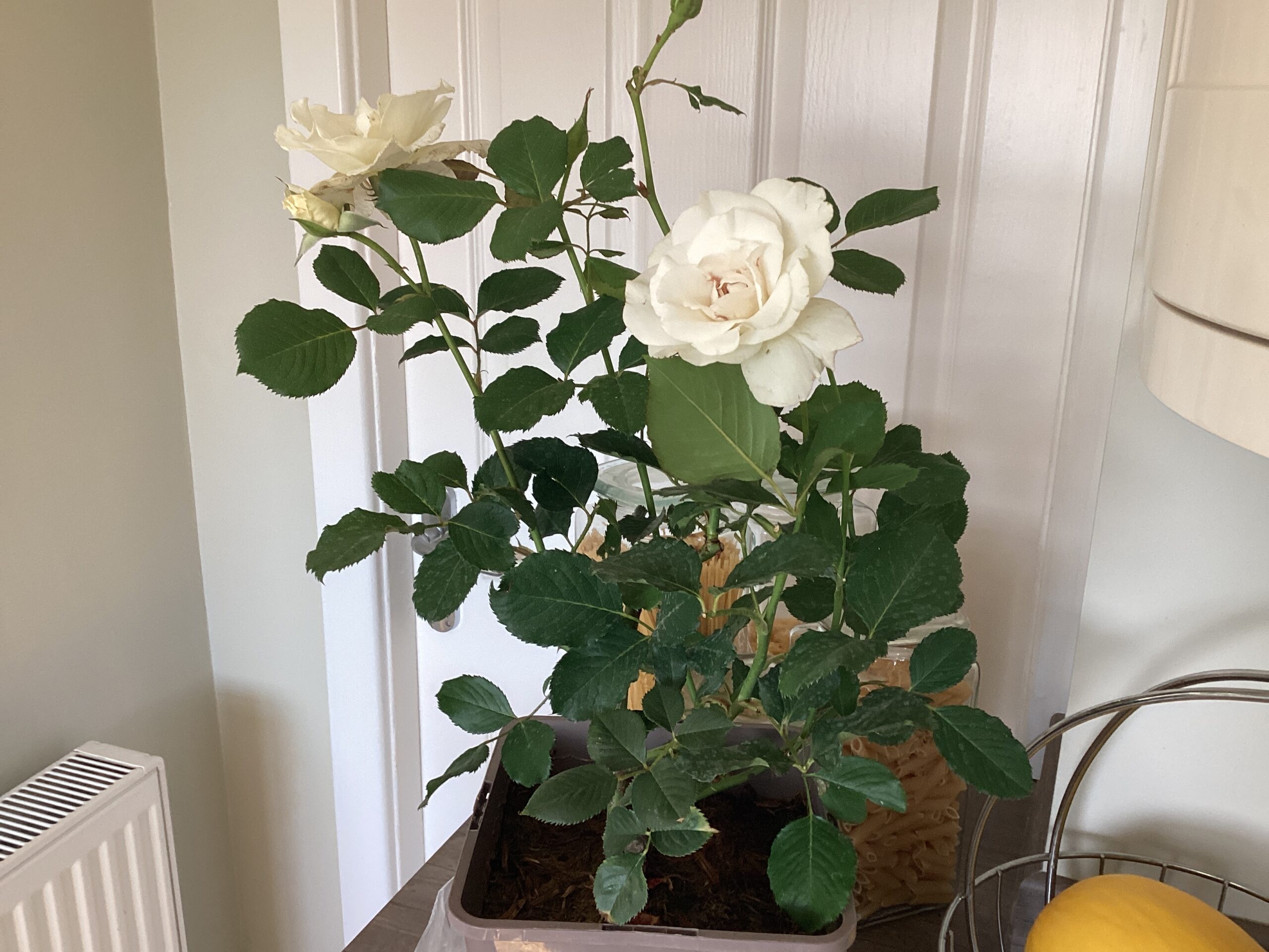 A Rose For Margaret - English Roses Gift