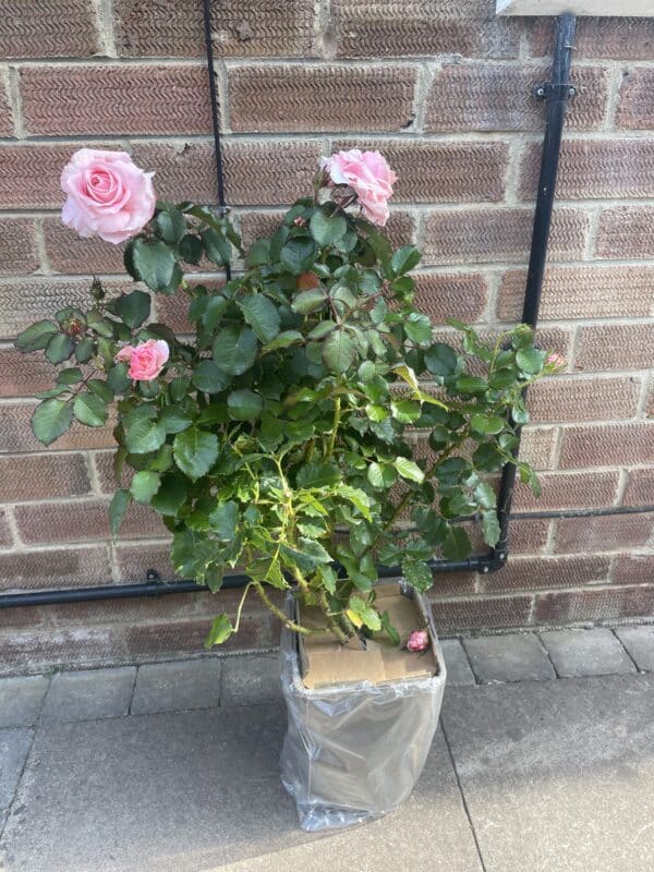 Bride and Groom Rose