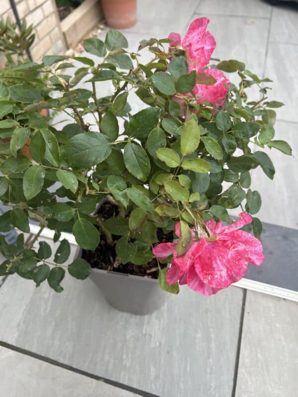 A Rose For Lucy - English Roses Gift