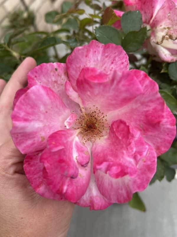A Rose For Lucy - English Roses Gift