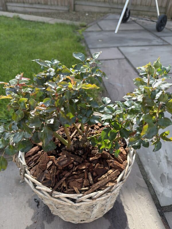 Scented Rose Gift In Memory Of Mum - English Roses Planted Basket
