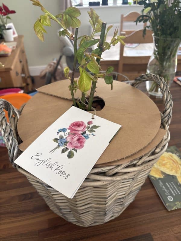 50th Birthday Rose In Large Willow Basket