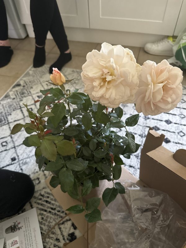 Champagne Moment Rose - 60th Birthday Rose