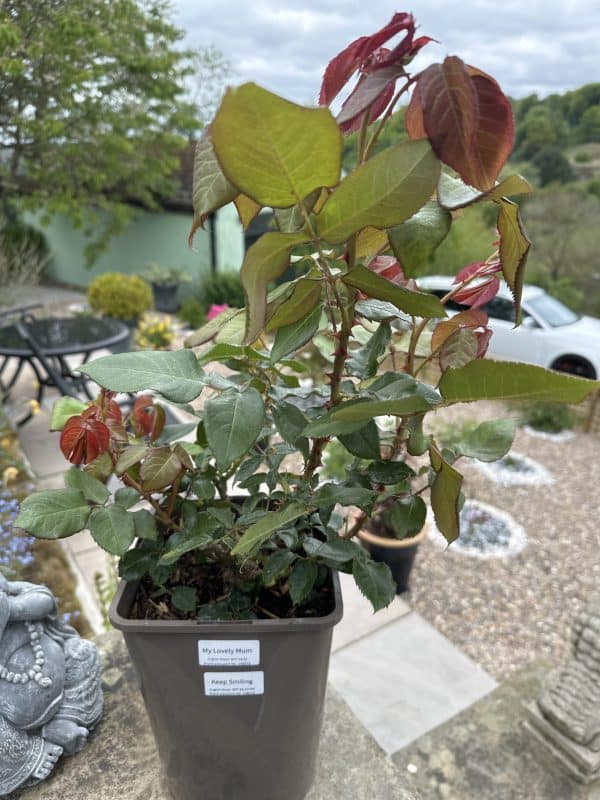 My Lovely Mum Rose - Christmas Ideas For Mum