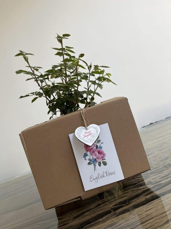 Little Angel Rose - Baby Loss Gift