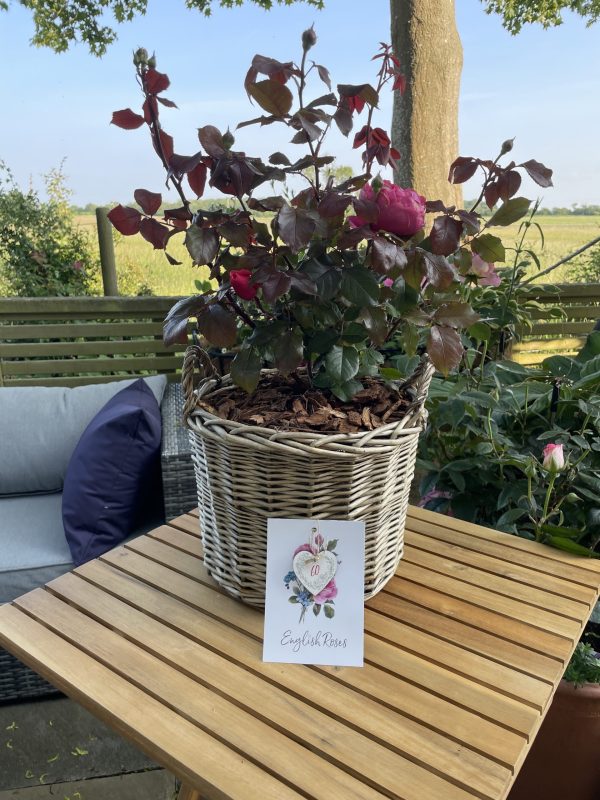 Scented Rose Gift For Mum - English Roses Planted Basket
