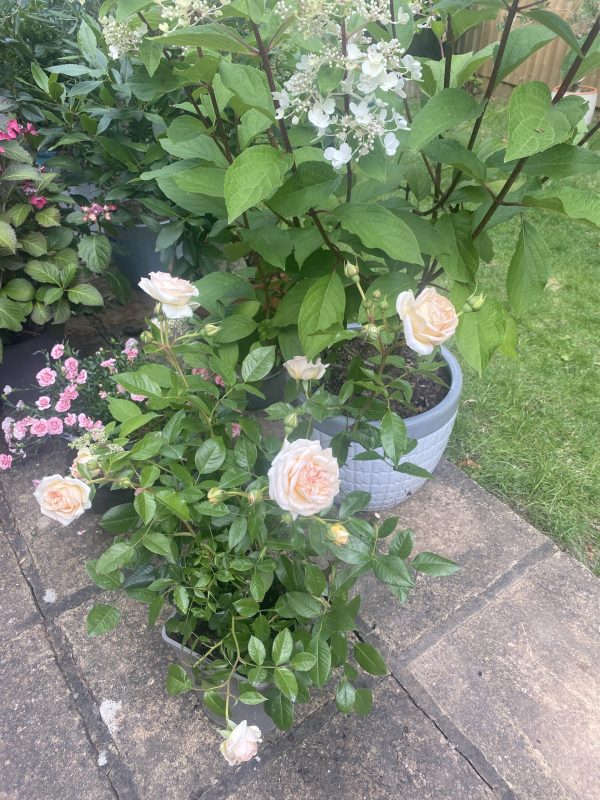 Pretty Parfuma Rose