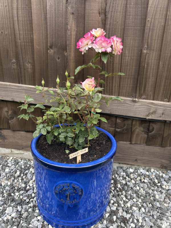 A Rose For Lucy - English Roses Gift