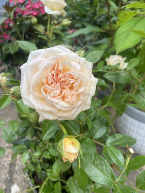 Pretty Parfuma Rose