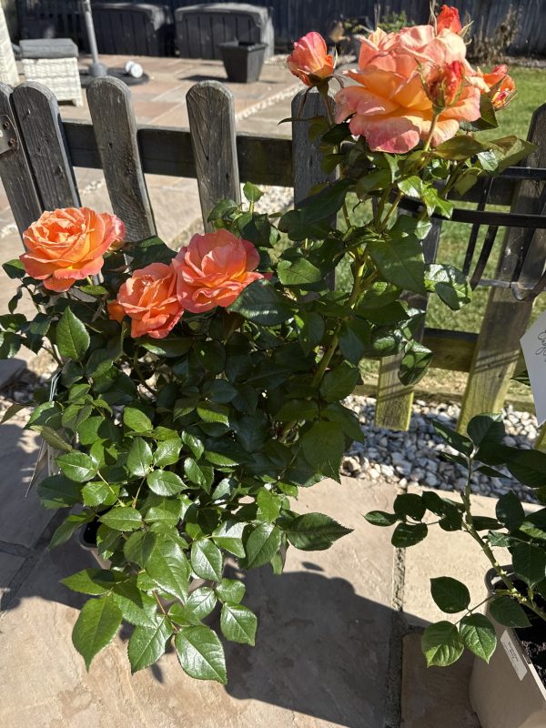 Mamma Mia Rose
