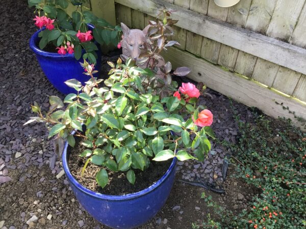 Fragrant Delight Rose
