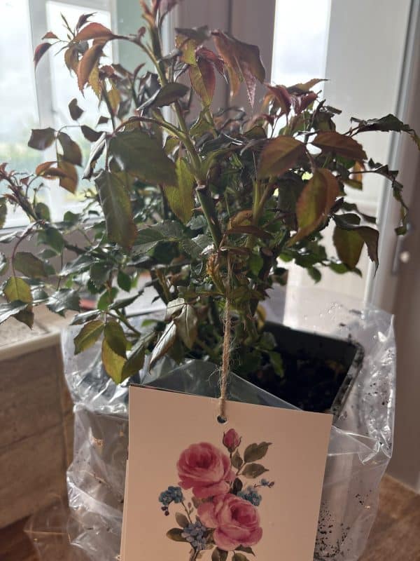Happy Retirement Rose - Unique Retirement Gift