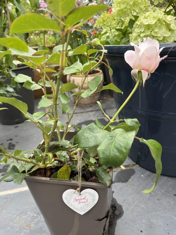 A Whiter Shade Of Pale Rose