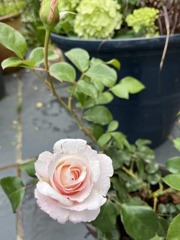 A Whiter Shade Of Pale Rose