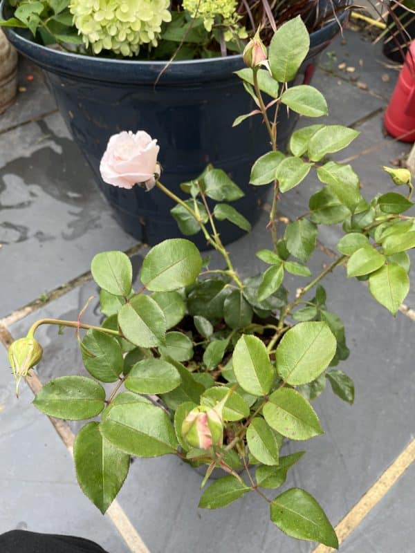 A Whiter Shade Of Pale Rose