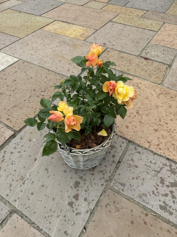 Queen Bee Rose