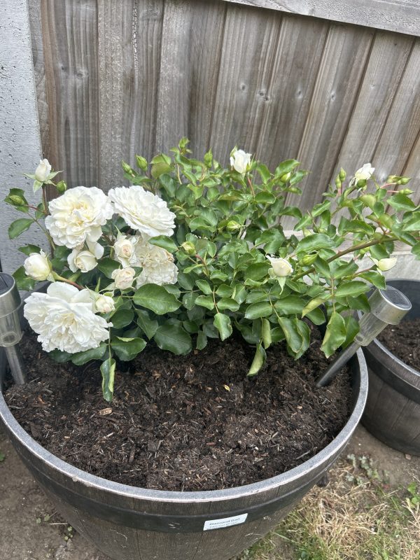 Diamond Dad Rose