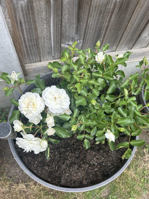 Diamond Dad Rose
