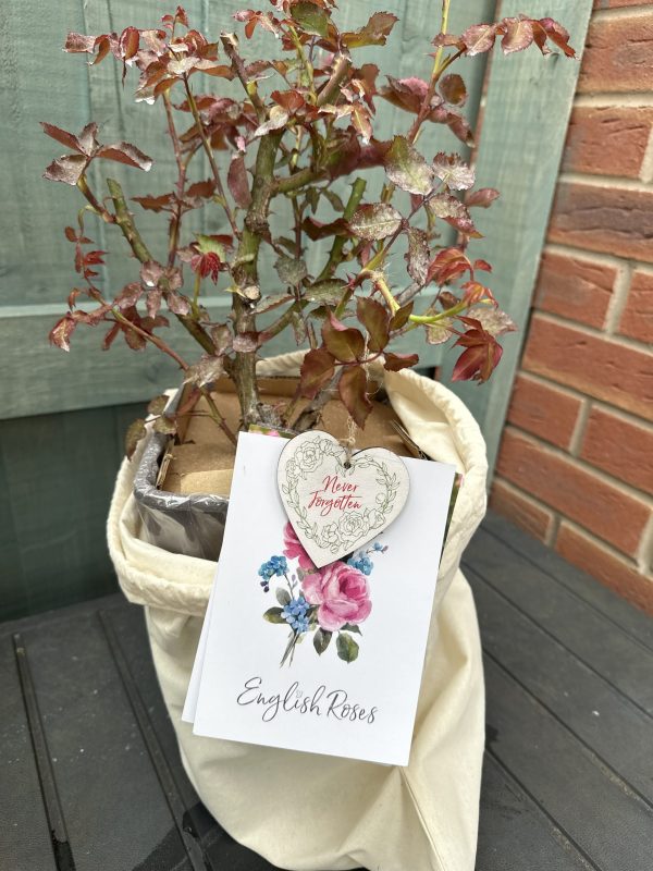 A Rose For Sylvia - English Roses Gift