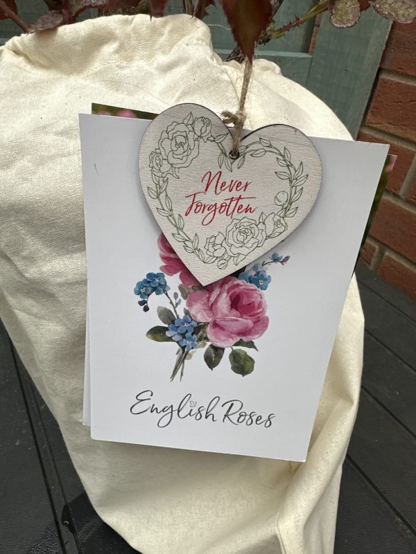 A Rose For Sylvia - English Roses Gift