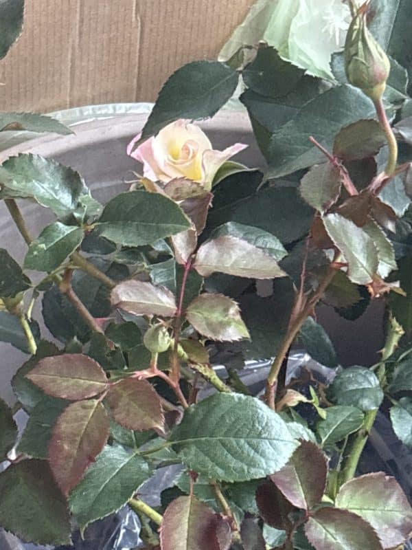 You're My Everything Rose