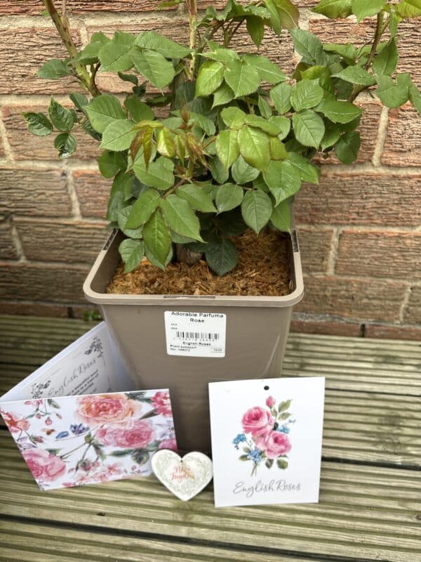 Remembering One In A Million - English Roses Memory Gift