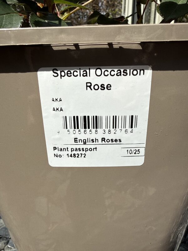 Special Occasion Rose - Sustainable Birthday Gifts