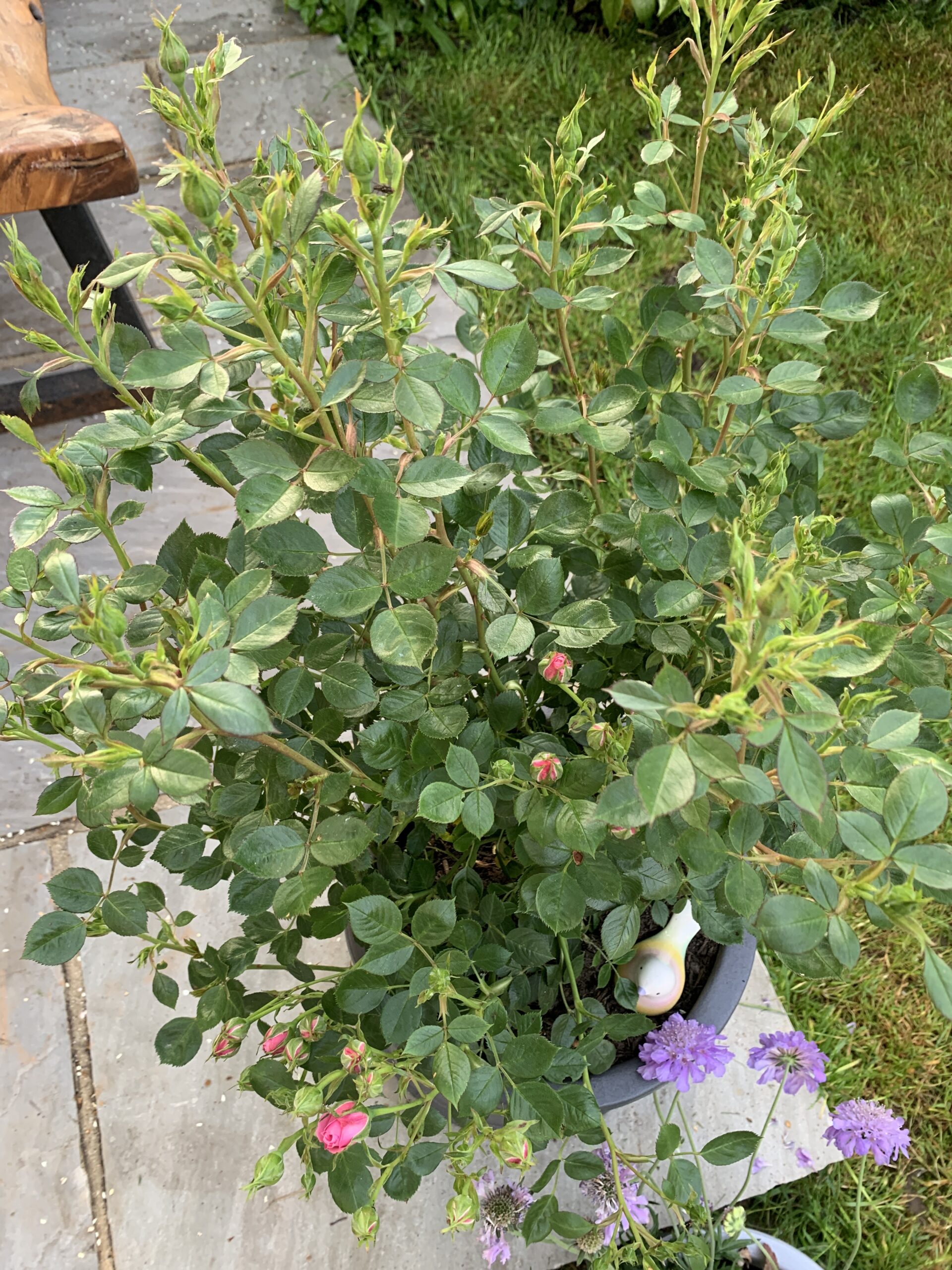 A Rose For Misty - English Roses Gift