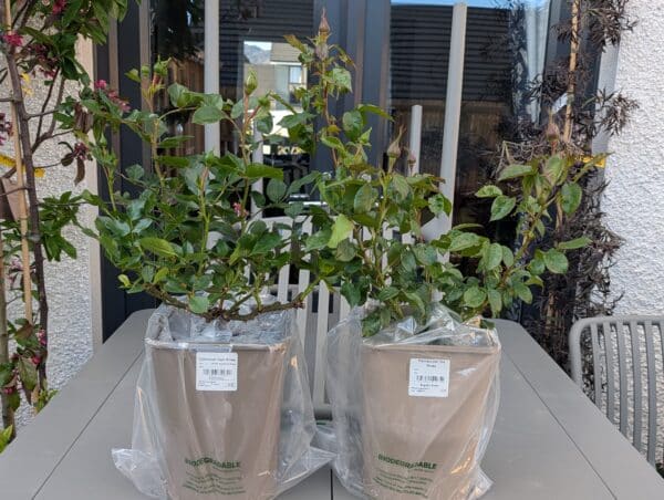 Large Willow Basket - Gift Plant Your Rose