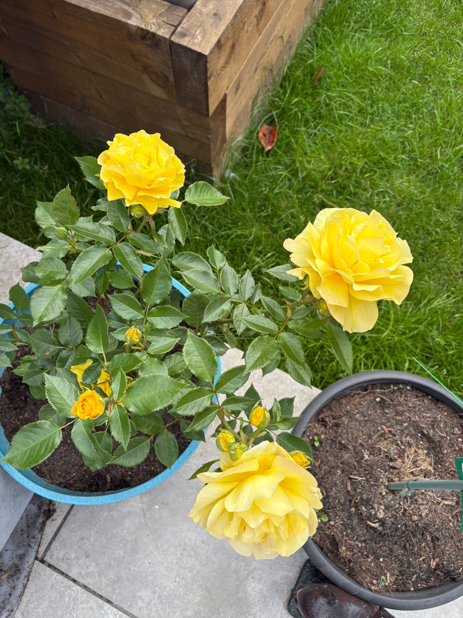 Bobby Dazzler Rose