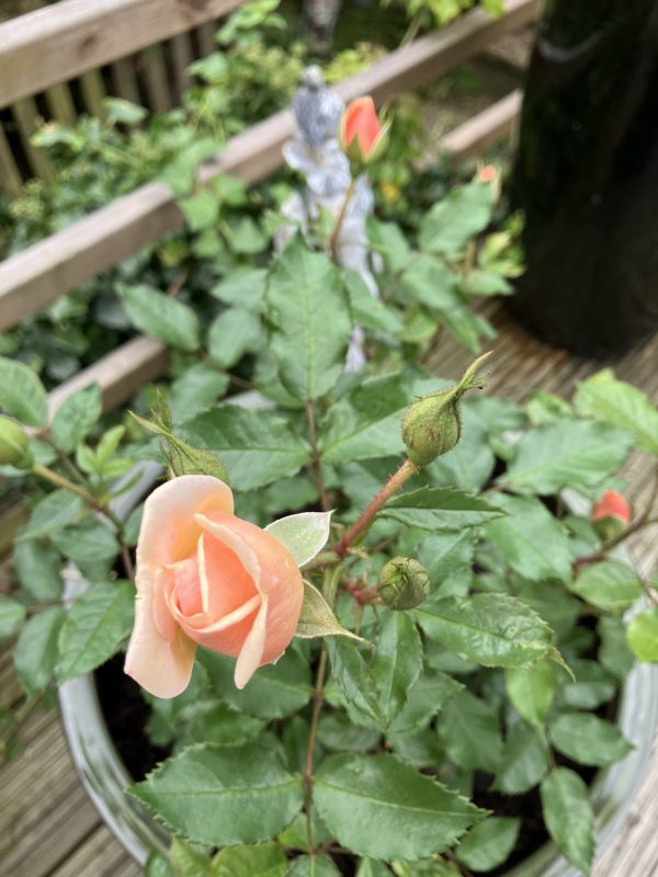 Simply The Best Rose