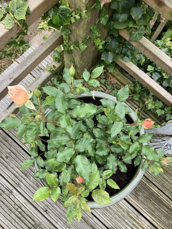 Simply The Best Rose
