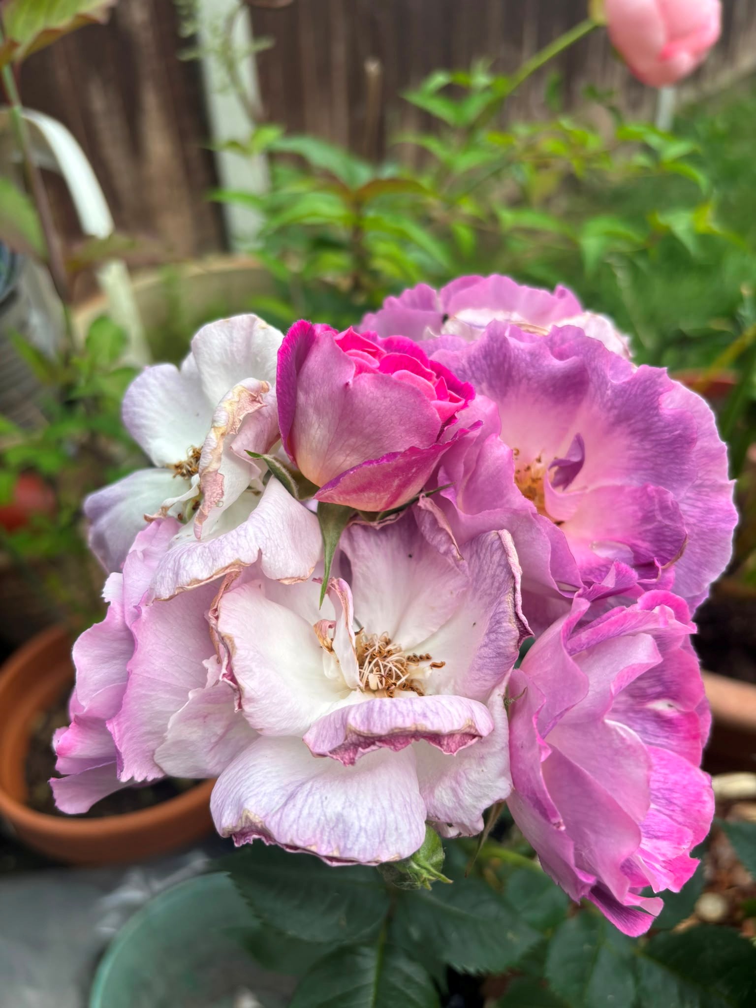 Blue For You Rose